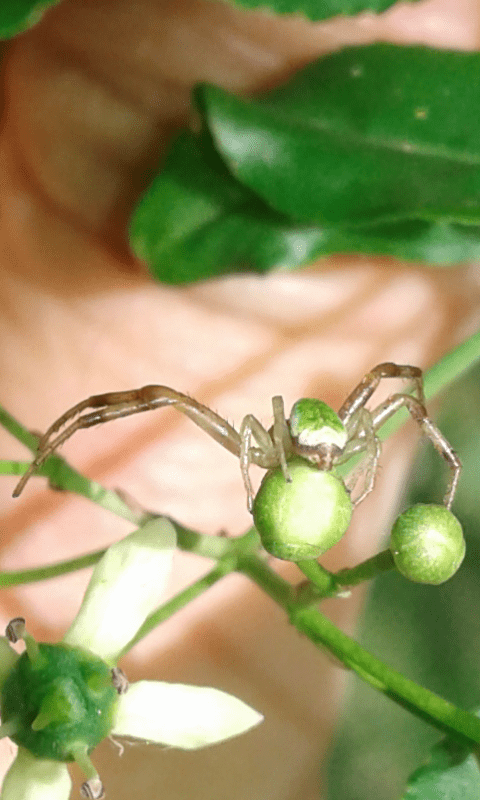 Ebrechtella tricuspidata (Thomisidae)? S, maschio - prov. PD